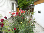 кусты роз во дворе